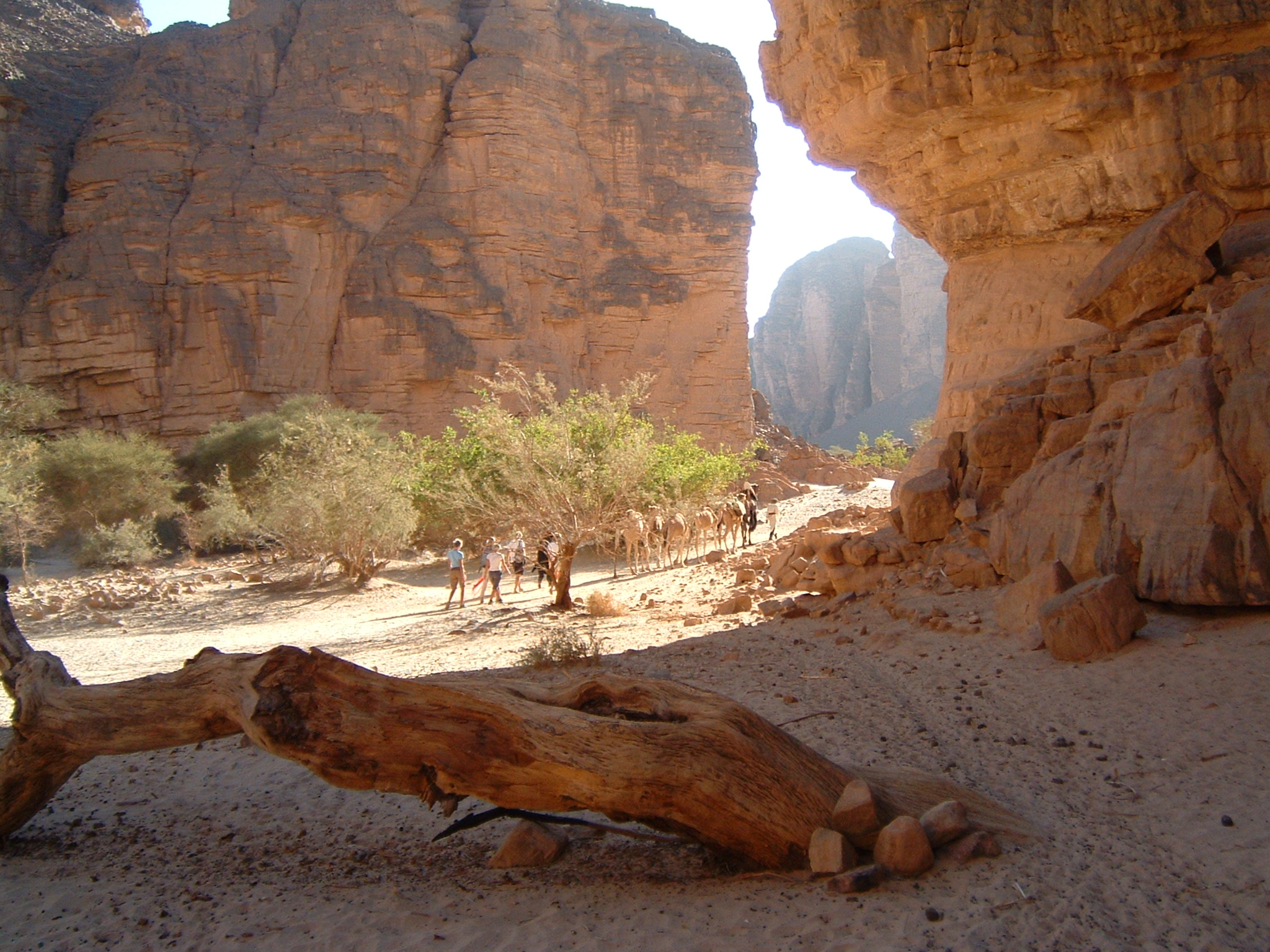 desert du Tasili, au sud de
l'algérie